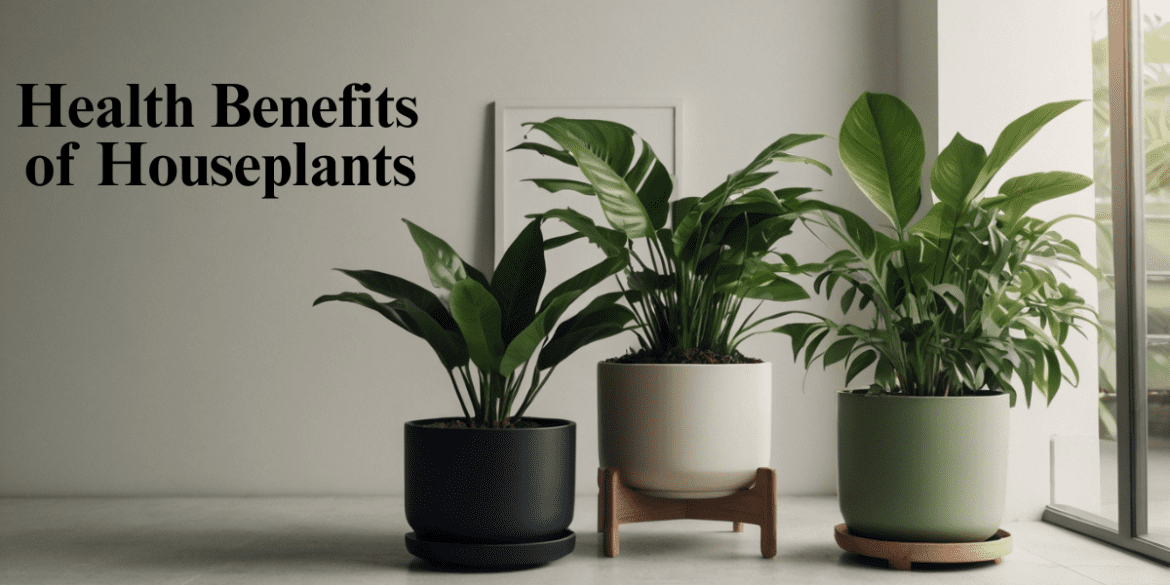 7 Amazing Health Benefits of Houseplants: Why Your Home Needs More Green